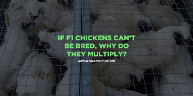 If F1 Chickens Can’t Be Bred, Why Do They Multiply?
