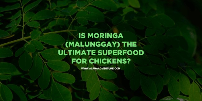 Is Moringa (Malunggay) the Ultimate Superfood for Chickens?