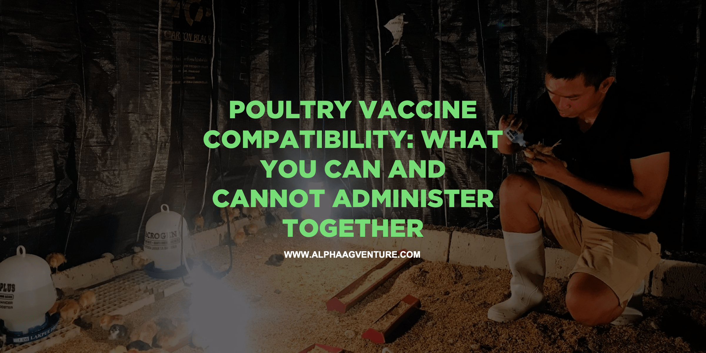 Poultry Vaccine Compatibility: What You Can and Cannot Administer Together
