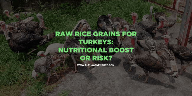 Raw Rice Grains for Turkeys: Nutritional Boost or Risk?