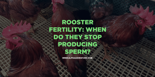 Rooster Fertility: When Do They Stop Producing Sperm?