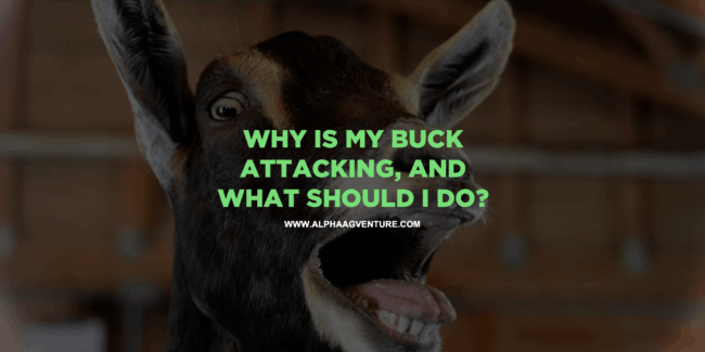 Why Is My Buck Attacking, and What Should I Do?