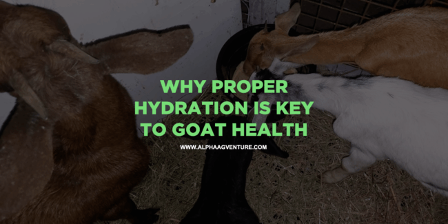 Why Proper Hydration is Key to Goat Health