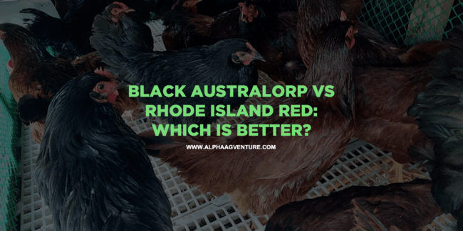 Black Australorp vs Rhode Island Red: Which Is Better?