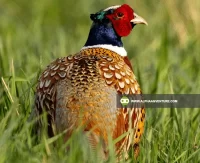 Pheasants