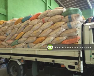 Rice Bran (Darak) for Sale