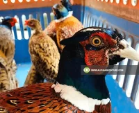 Buy Ringneck Pheasant for Sale at Alpha Agventure Farms