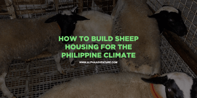 How to Build Sheep Housing for the Philippine Climate