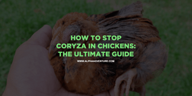 How to Stop Coryza in Chickens: The Ultimate Guide