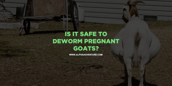 Is It Safe to Deworm Pregnant Goats