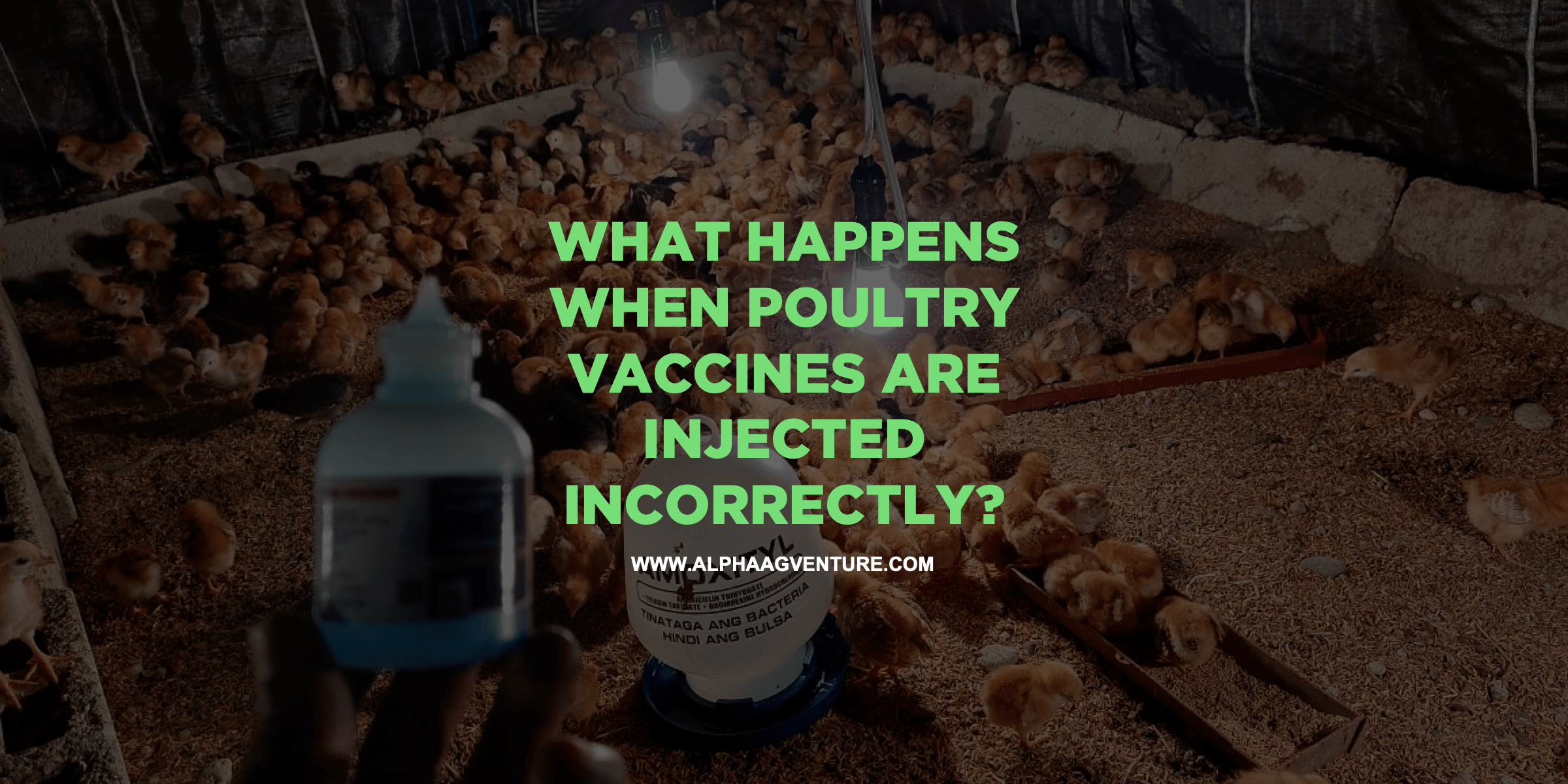 What Happens When Poultry Vaccines Are Injected Incorrectly?