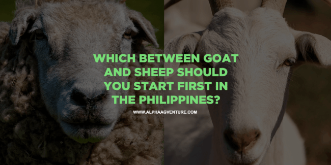 Which Between Goat and Sheep Should You Start First in the Philippines?