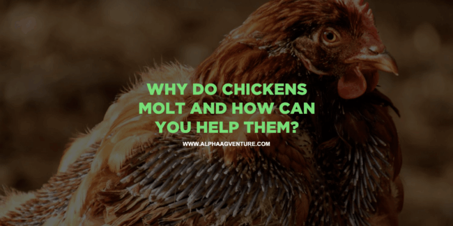 Why Do Chickens Molt and How Can You Help Them?