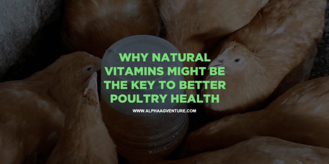 Why Natural Vitamins Might Be the Key to Better Poultry Health
