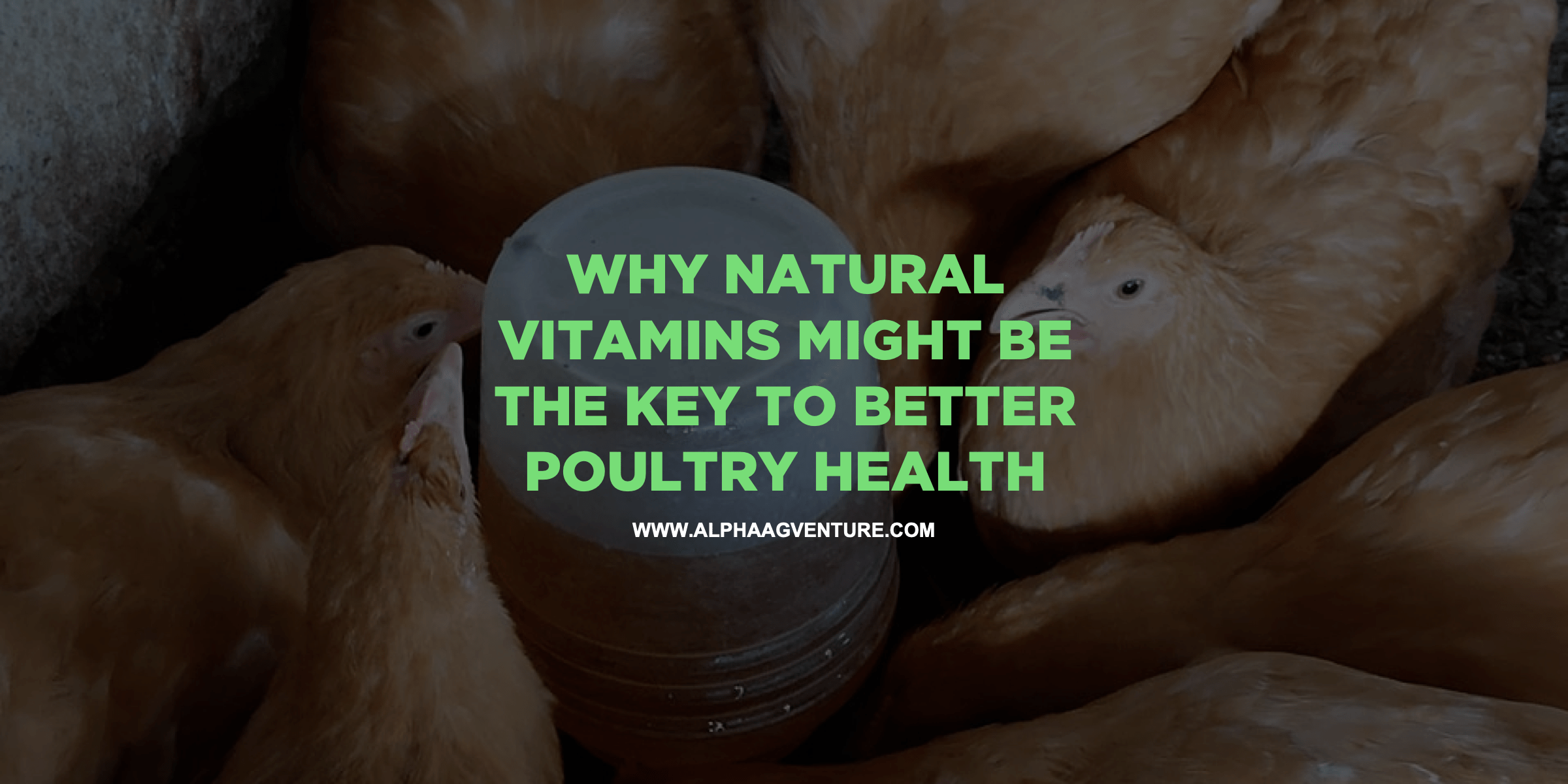 Why Natural Vitamins Might Be the Key to Better Poultry Health