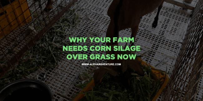 Why Your Farm Needs Corn Silage Over Grass