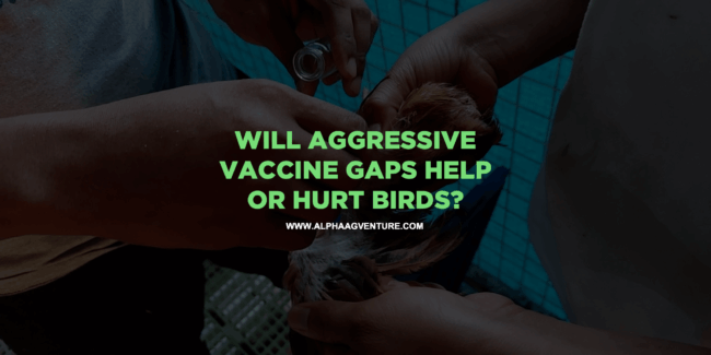 Will Aggressive Vaccine Gaps Help or Hurt Birds?