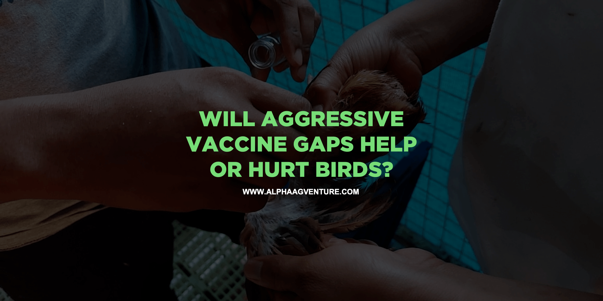 Will Aggressive Vaccine Gaps Help or Hurt Birds?
