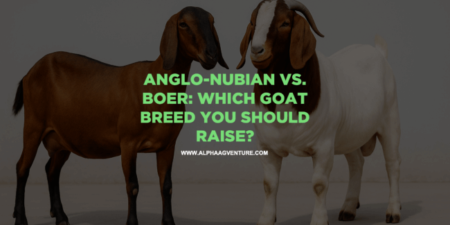 Anglo-Nubian vs. Boer: Which Goat Breed You Should Raise?