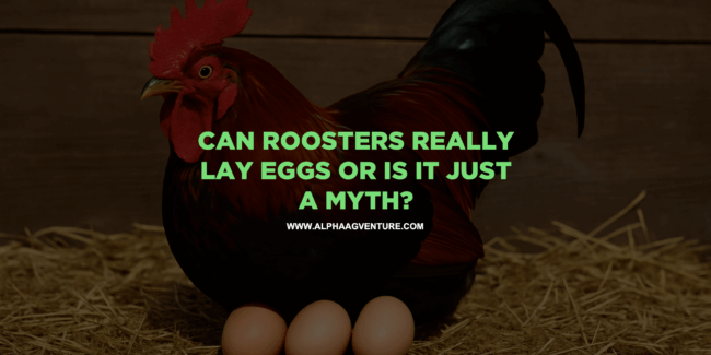 Can Roosters Really Lay Eggs or Is It Just a Myth?