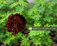 Buy Acid Ipil-Ipil (Leucaena leucocephala) for Sale at Alpha Agventure Farms