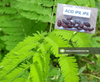 Buy Acid Ipil-Ipil Seeds and Seedlings for Sale at Alpha Agventure Farms