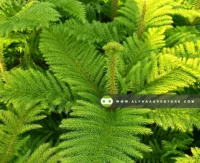 Buy Auracaria Pine Tree for Sale at Alpha Agventure Farms