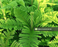 Buy Auracaria Pinetree for Sale from Alpha Agventure Farms