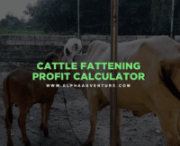Cattle Fattening Profit Calculator by Alpha Agventure Farms