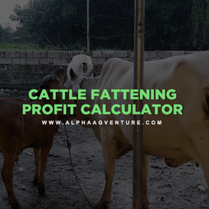 Cattle Fattening Profit Calculator by Alpha Agventure Farms