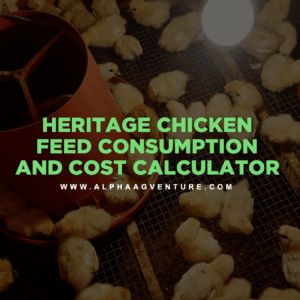 Heritage Chicken Feed Consumption and Cost Calculator by Alpha Agventure Farms