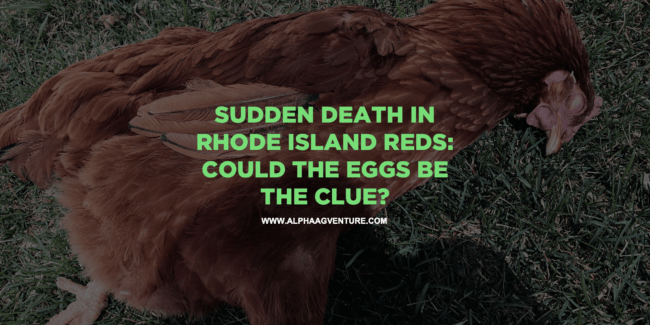 Sudden Death in Rhode Island Reds- Could the Eggs Be the Clue