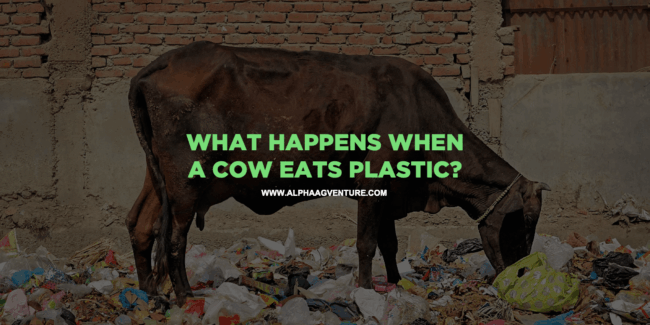 What Happens When a Cow Eats Plastic?