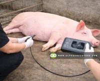 Buy HandScan V7 Animal Ultrasound Scanner for Sale at Alpha Agventure Farms