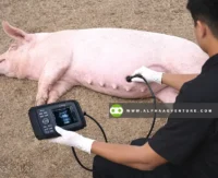 Buy HandScan V8 Animal Ultrasound Scanner for Sale at Alpha Agventure Farms