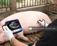 Buy WristScan V9 Veterinary Ultrasound Scanner for Sale at Alpha Agventure Farms