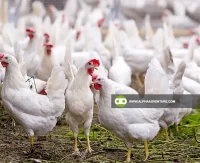 Buy Babcock White Layers for Sale at Alpha Agventure Farms