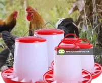 Buy Chicken Feeder for Sale at Alpha Agventure Farms