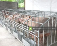 Buy Pig Gestation Pen for Sale at Alpha Agventure Farms