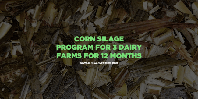 Corn Silage Program for 3 Dairy Farms for 12 Months