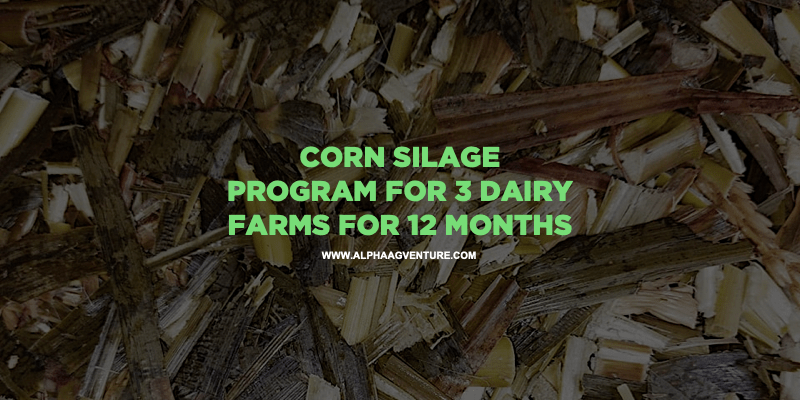 Corn Silage Program for 3 Dairy Farms for 12 Months