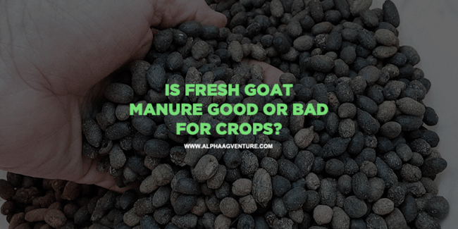 Is Fresh Goat Manure Good or Bad for Crops?