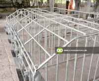 Synchronized Pig Gestating Pen for Sale at Alpha Agventure Farms