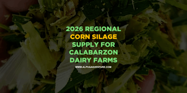 2026 Regional Corn Silage Supply for CALABARZON Dairy Farms