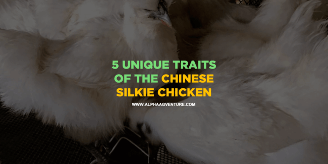 5 Unique Traits of the Chinese Silkie Chicken