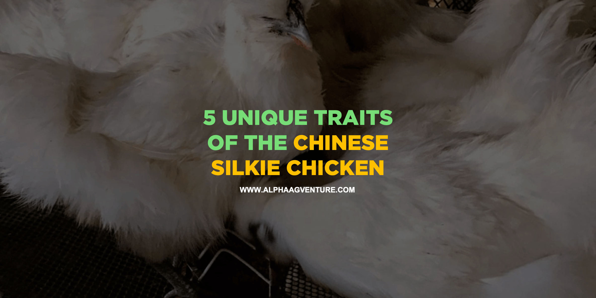 5 Unique Traits of the Chinese Silkie Chicken