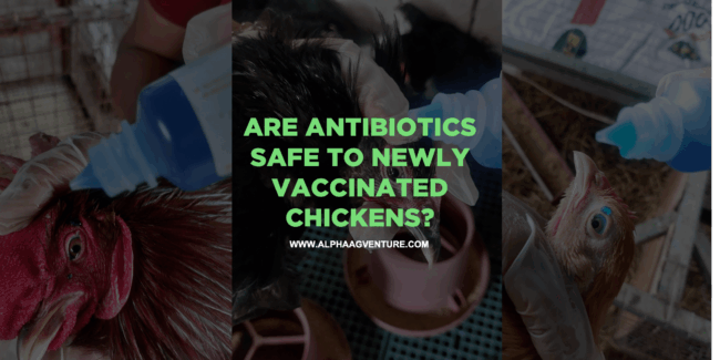 Are Antibiotics Safe to Newly Vaccinated Chickens?