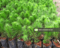 Benguet Pine Tree Seedlings for Sale at Alpha Agventure Farms
