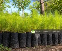 Buy Benguet Pine Tree for Sale at Alpha Agventure Farms