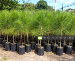 Buy Benguet Pine Tree for Sale